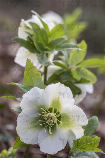 Lenzrose (Helleborus orientalis Hybride), Speyer, Rhineland-Palatinate, Germany, Europe