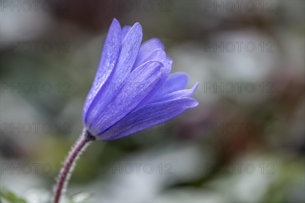 Grecian windflower (Anemone blanda), Speyer, Rhineland-Palatinate, Germany, Europe