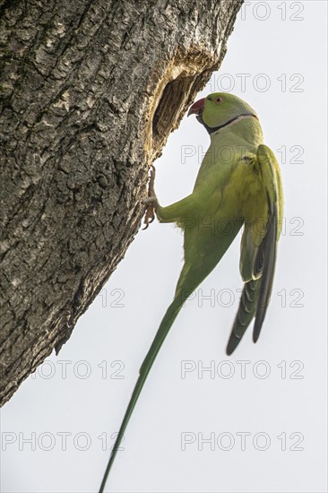 Rose-ringed parakeet (Psittacula krameri), Speyer, Rhineland-Palatinate, Germany, Europe