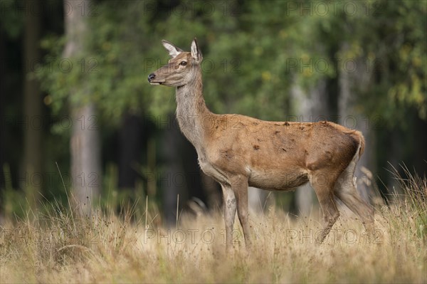 Red deer (Cervus elaphus), doe, red deer standing on a forest meadow, captive, Germany, Europe