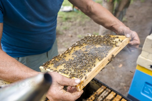 Fantastic beehive producing honey, nature, man and bee, sweet honey, honeycomb, nectar, beekeeping, Poland, Europe