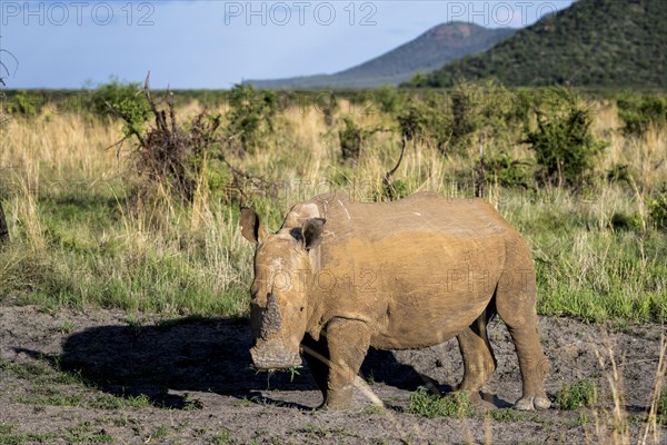 White rhinoceros (Ceratotherium simum), Madikwe Game Reserve, North West Province, South Africa, RSA, Africa