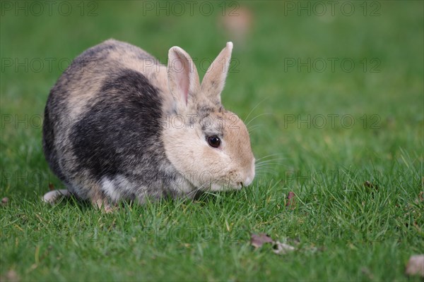 Rabbit (Oryctolagus cuniculus domestica), pet, grass, outside, green, eating, A single rabbit sits on the green lawn and nibbles blades of grass