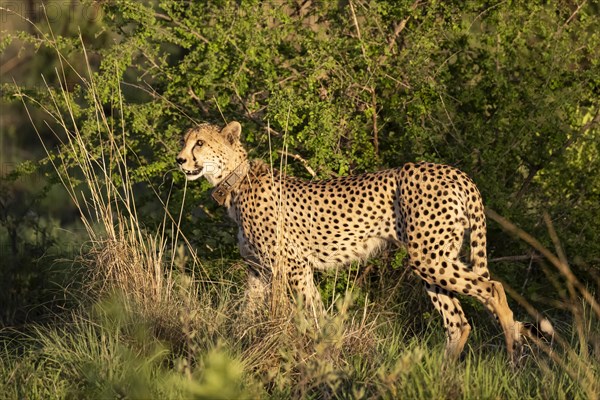 Cheetah (Acinonyx jubatus), Madikwe Game Reserve, North West Province, South Africa, RSA, Africa