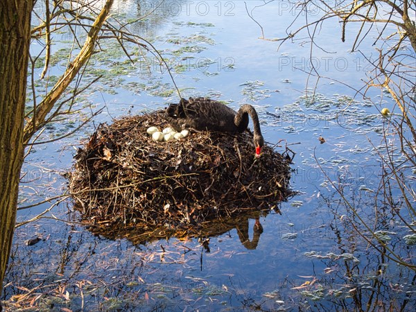 Black swan (Cygnus atratus) at a nest with eggs, North Rhine-Westphalia, Germany, Europe