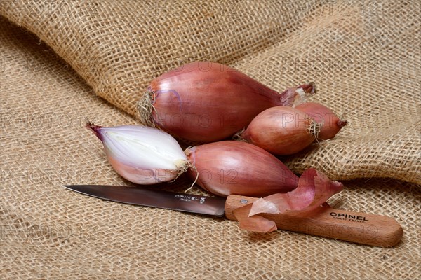 Shallots with kitchen knife, halved, Allium cepa