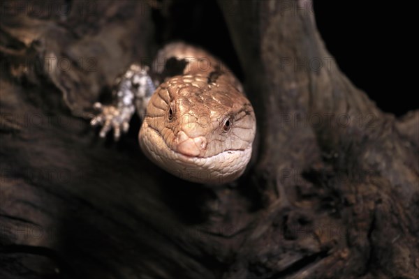 Indonesian blue-tongued skink (Tiliqua gigas), adult, captive, Indonesia, Asia