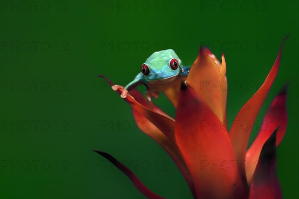 Red-eyed tree frog (Agalychnis callidryas), adult, on bromeliad, captive, Central America