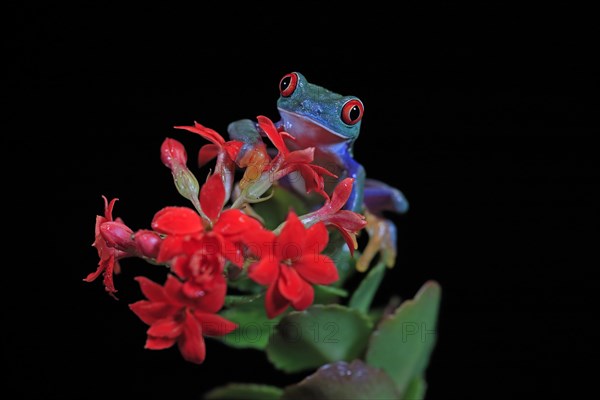 Red-eyed tree frog (Agalychnis callidryas), adult, on flower, captive, Central America