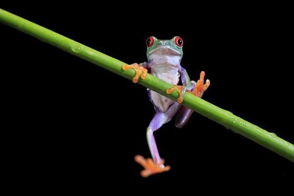 Red-eyed tree frog (Agalychnis callidryas), adult, on green stem, Aeonium, captive, Central America