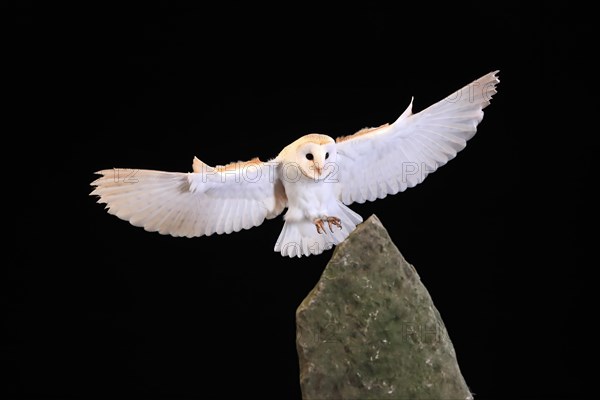 Barn owl, (Tyto alba), adult, flying, landing, on rocks, at night, Lowick, Northumberland, England, Great Britain