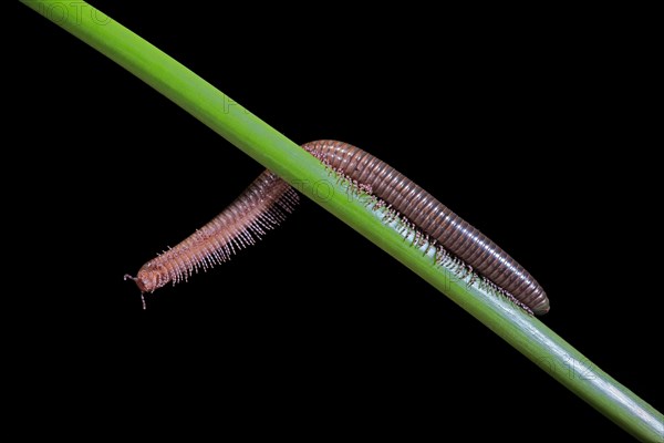 Millipedes (Diplopoda), adult, on plant stems, at night, Great Britain