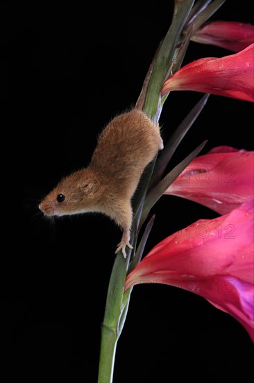 Eurasian harvest mouse (Micromys minutus), adult, on plant stem, flowering, foraging, at night, Scotland, Great Britain