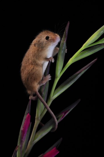 Eurasian harvest mouse (Micromys minutus), adult, on plant stem, flowering, foraging, at night, Scotland, Great Britain