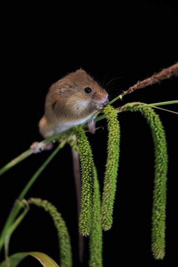 Eurasian harvest mouse (Micromys minutus), adult, on plant stalks, ears of corn, foraging, at night, Scotland, Great Britain