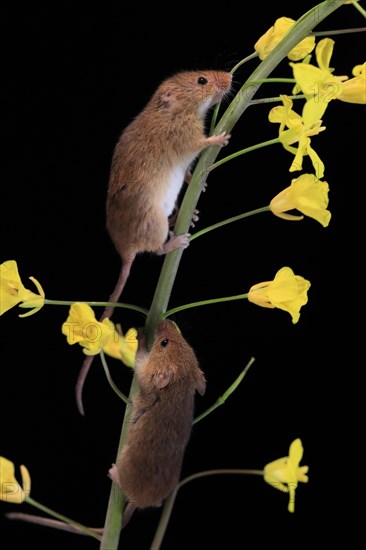 Eurasian harvest mouse (Micromys minutus), adult, two, pair, on plant stem, flowering, foraging, at night, Scotland, Great Britain