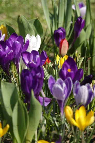 Crocuses and tulips, March, Germany, Europe