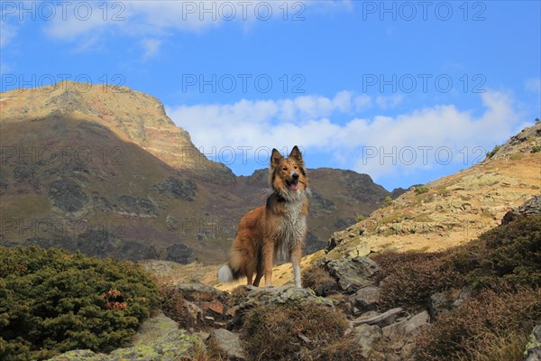 A dog stands on rocky terrain with mountain peaks under a blue sky with clouds, Amazing Dogs in the Nature