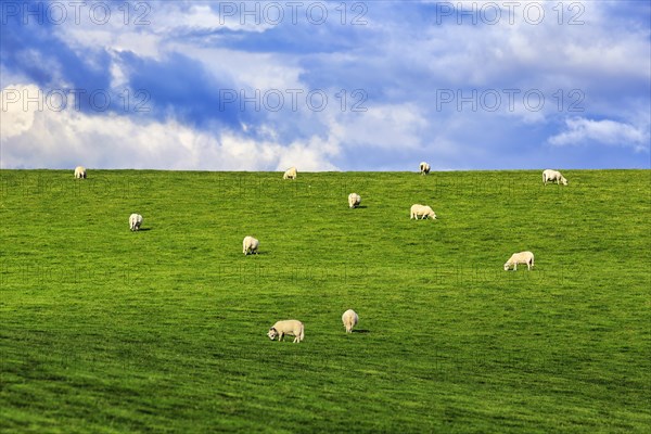 Domestic sheep (Ovis gmelini aries), grazing in a meadow on a slope, herd, dyke, Wales, Great Britain