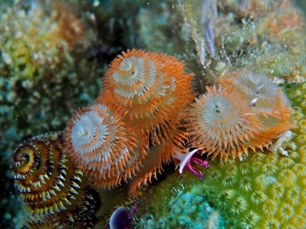 Christmas tree worm (Spirobranchus giganteus), dive site John Pennekamp Coral Reef State Park, Key Largo, Florida Keys, Florida, USA, North America