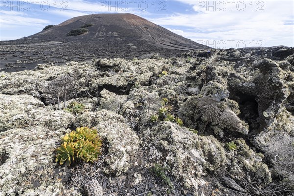 Lava landscape overgrown with lichens and succulents, in the background vineyards protected by dry stone walls, Lanzarote, Canary Islands, Spain, Europe