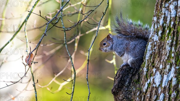 Grey Squirrel, Sciurus carolinensis in a forest