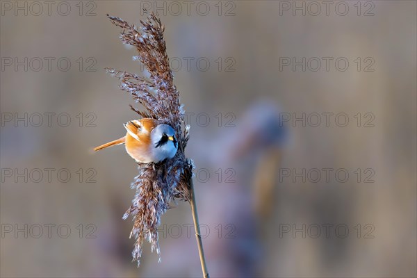 A small bird with beige and brown plumage perched on a reed, Panarus biarmicus, Bearded tit, Wagbachniederung