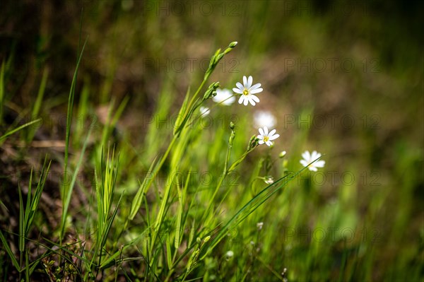 White meadow flowers with green background, slightly blurred and summery light, Mettmann, North Rhine-Westphalia