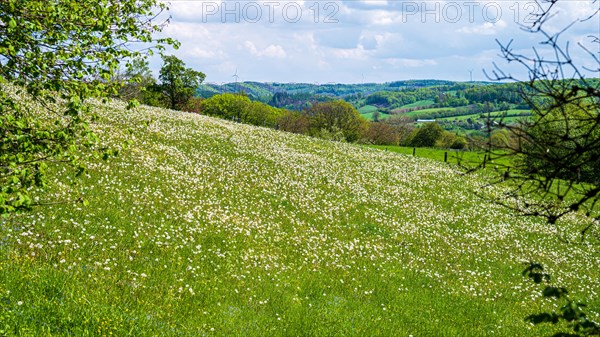 A blooming field with wild flowers in front of a hilly forest landscape under a cloudy sky, dandelion, dandelion, Taraxacum sect. Ruderalia, Windrather Tal, Velbert-Langenberg, Mettmann, North Rhine-Westphalia