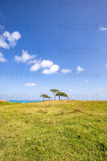 Nature in a special way, trees grow with the wind, a dreamlike landscape directly on the turquoise sea. Lonely sandy beaches in the Caribbean. Pointe Allegre on Basse Terre, Guadeloupe, French Antilles, North America