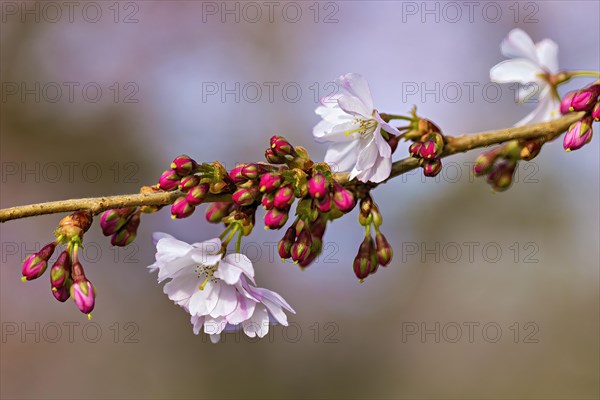 Cherry blossom branch with pink buds and open white flowers signaling the arrival of spring, Prunus serrulata, japanese Cherry
