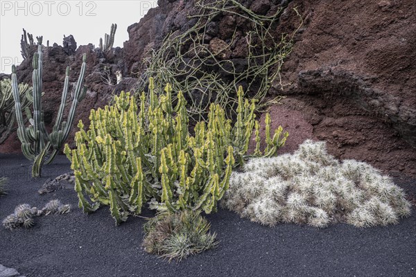 Cacti, Jardin de Cactus, Lanzarote, Canary Islands, Spain, Europe