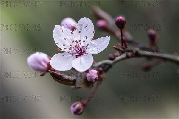 Myrobolane (Prunus cerasifera), blossom, Speyer, Rhineland-Palatinate, Germany, Europe