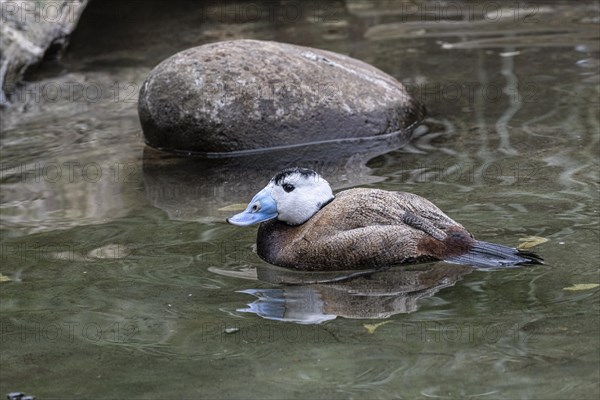 White-headed duck (Oxyura leucocephala), Heidelberg Zoo, Baden-Wuerttemberg, Germany, Europe