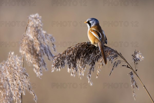 A bird with orange and beige plumage perched gracefully on a reed, Bearded tit, Panarus Biarmicus
