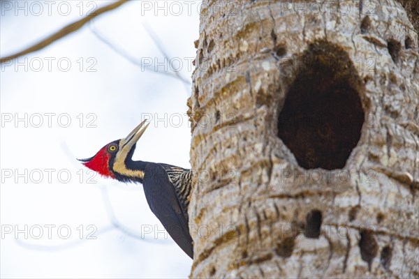 Crimson-crested woodpecker (Campephilus melanoleucos) Pantanal Brazil