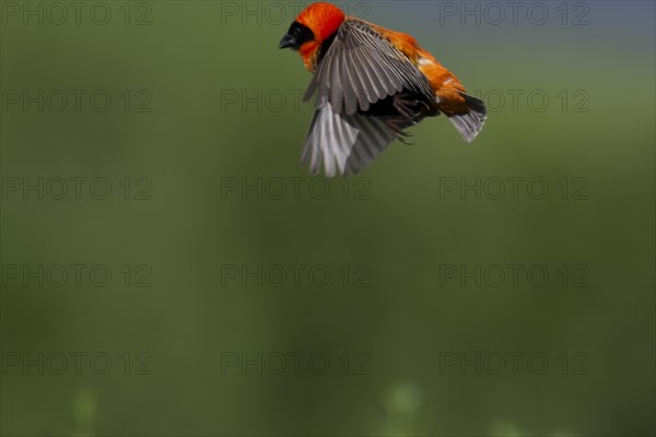 Southern red bishop (Euplectes orix), Irene, Gauteng, South Africa, Africa