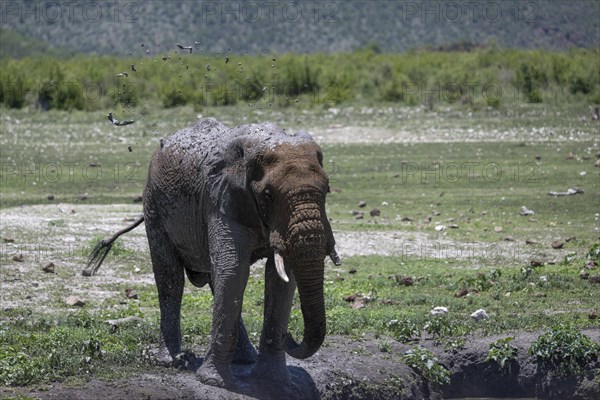 African elephant (Loxodonta africana), Madikwe Game Reserve, North West Province, South Africa, RSA, Africa