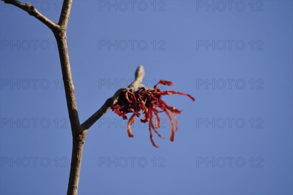 Red witch hazel, March, Germany, Europe