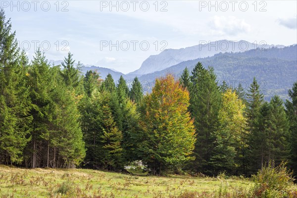 Wetterstein mountains with forest in autumn, hiking trail Kramerplateauweg, Garmisch-Partenkirchen, Upper Bavaria, Bavaria, Germany, Europe