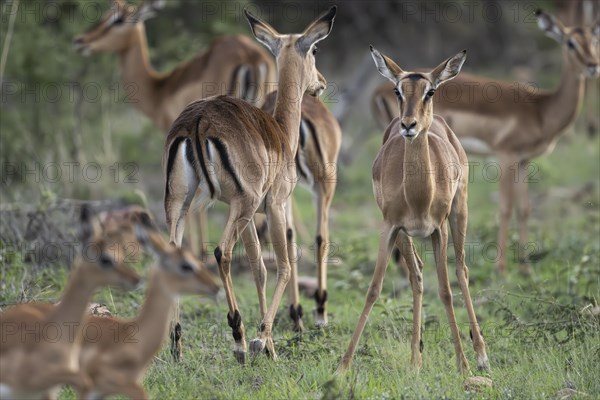 Black Heeler Antelope or Impala (Aepyceros melampus) herd with young, nursery, Madikwe Game Reserve, North West Province, South Africa, RSA, Africa