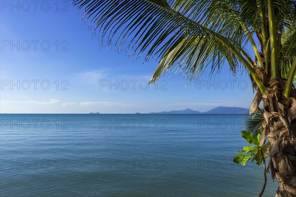 Palm tree at Maenam beach on Koh Samui, island, palm tree, water travel, holiday, tourism, text field, nobody, empty, sea, ocean, symbol, symbolic, weather, beautiful, lovely, idyllic, idyllic, calm, tranquil, calmness, relaxed, holiday feeling, longing, exotic, seascape, seascape, destination, beach holiday, beach holiday, paradise, holiday paradise, Thailand, Asia