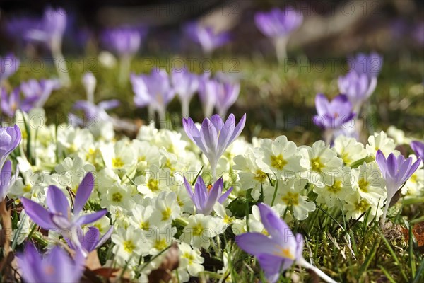 Primroses and crocuses in a meadow, February, Germany, Europe