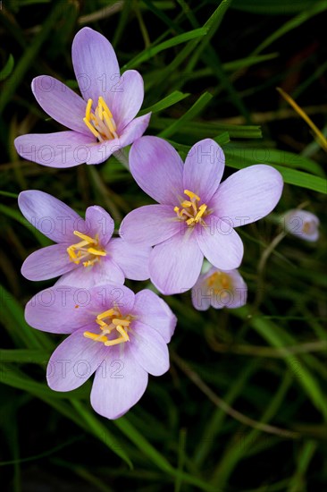 Three purple flowers with yellow stamens, embedded in green foliage Colchicum autumnale