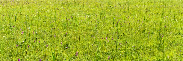 Orchids and ducal gentians, Schwanseepark, near Fuessen, Ostallgaeu, Bavaria, Germany, Europe