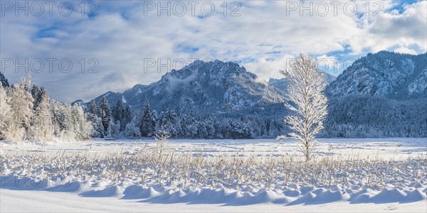 Schwansee in winter, behind it Neuschwanstein Castle and the Tegelberg, 1720m, near Hohenschwangau, Romantic Road, Ostallgaeu, Bavaria, Germany, Europe