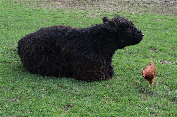 Galloway cattle (Bos taurus) with a chicken (Gallus domesticus), Lower Rhine, North Rhine-Westphalia, Germany, Europe