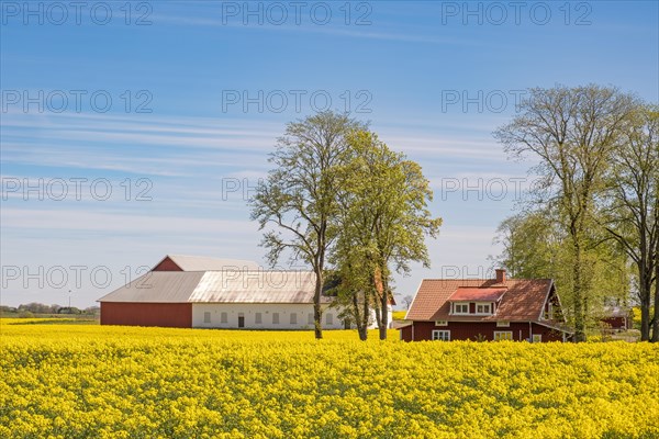 Flowering rapeseed field in the countryside by a farm with a house and a barn in early summer, Sweden, Europe