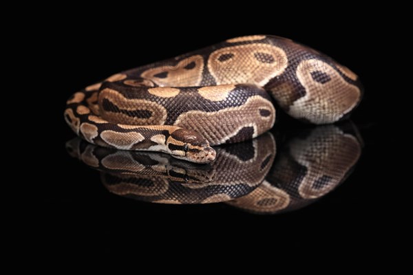 King python, (Python regius), adult, resting, captive, Central Africa, West Africa