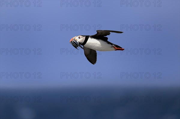 Puffin (Fratercula arctica), adult, flying, with sand eels, with food, Faroe Islands, England, Great Britain, Europe